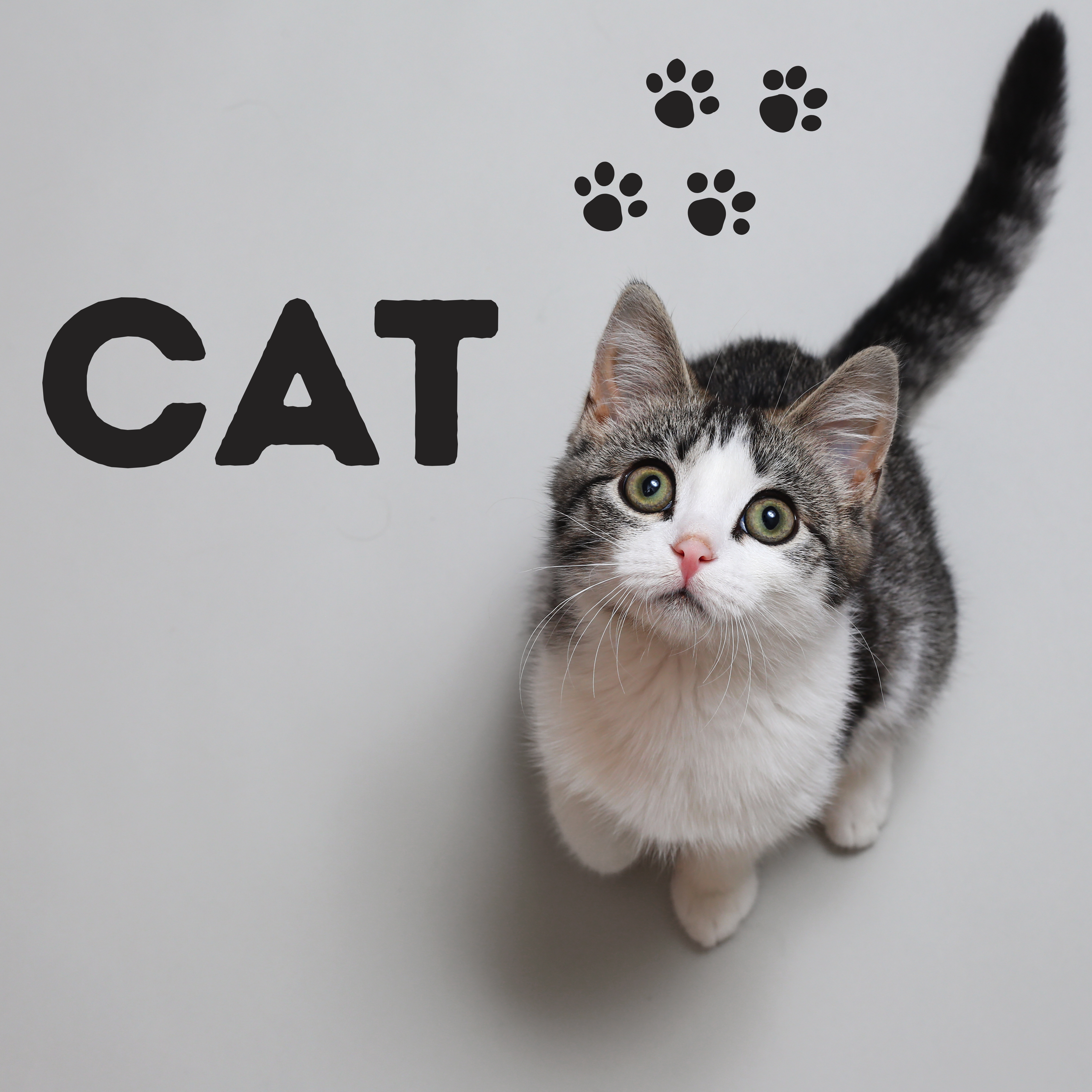 Cat accessories