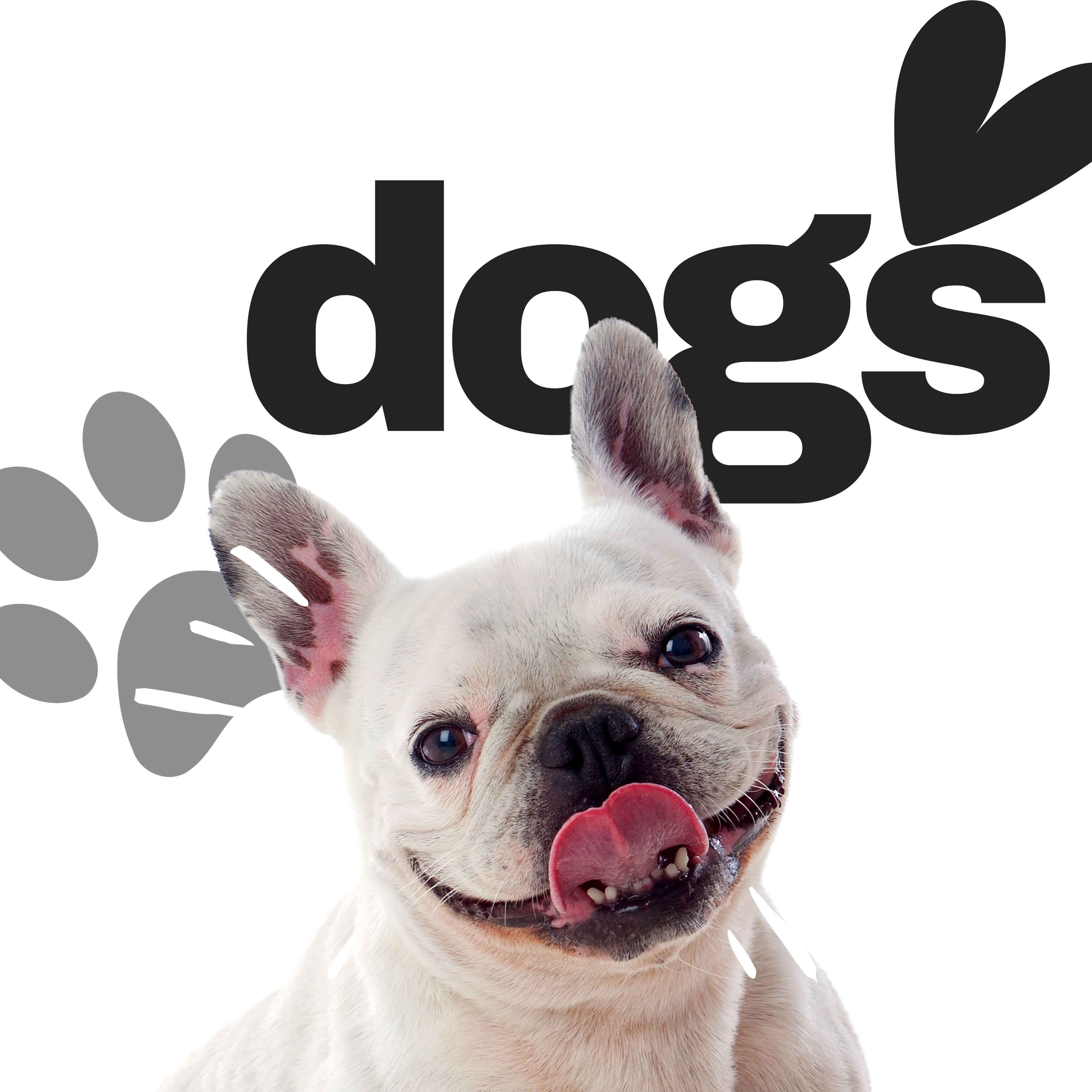 Dog Accessories